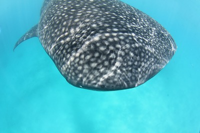 IMG_5520.jpg