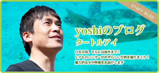 yoshiのブログ タートルアイ